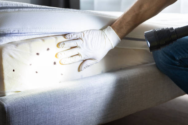 Best Wasp Removal Services  in Clinton, MO