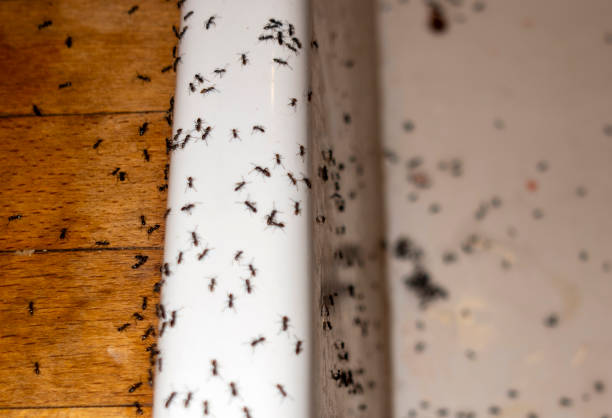 Best Cockroach Control Services  in Clinton, MO