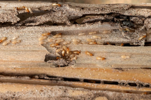 Best Local Pest Control Services  in Clinton, MO