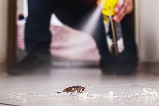 Flea Control Services in Clinton, MO